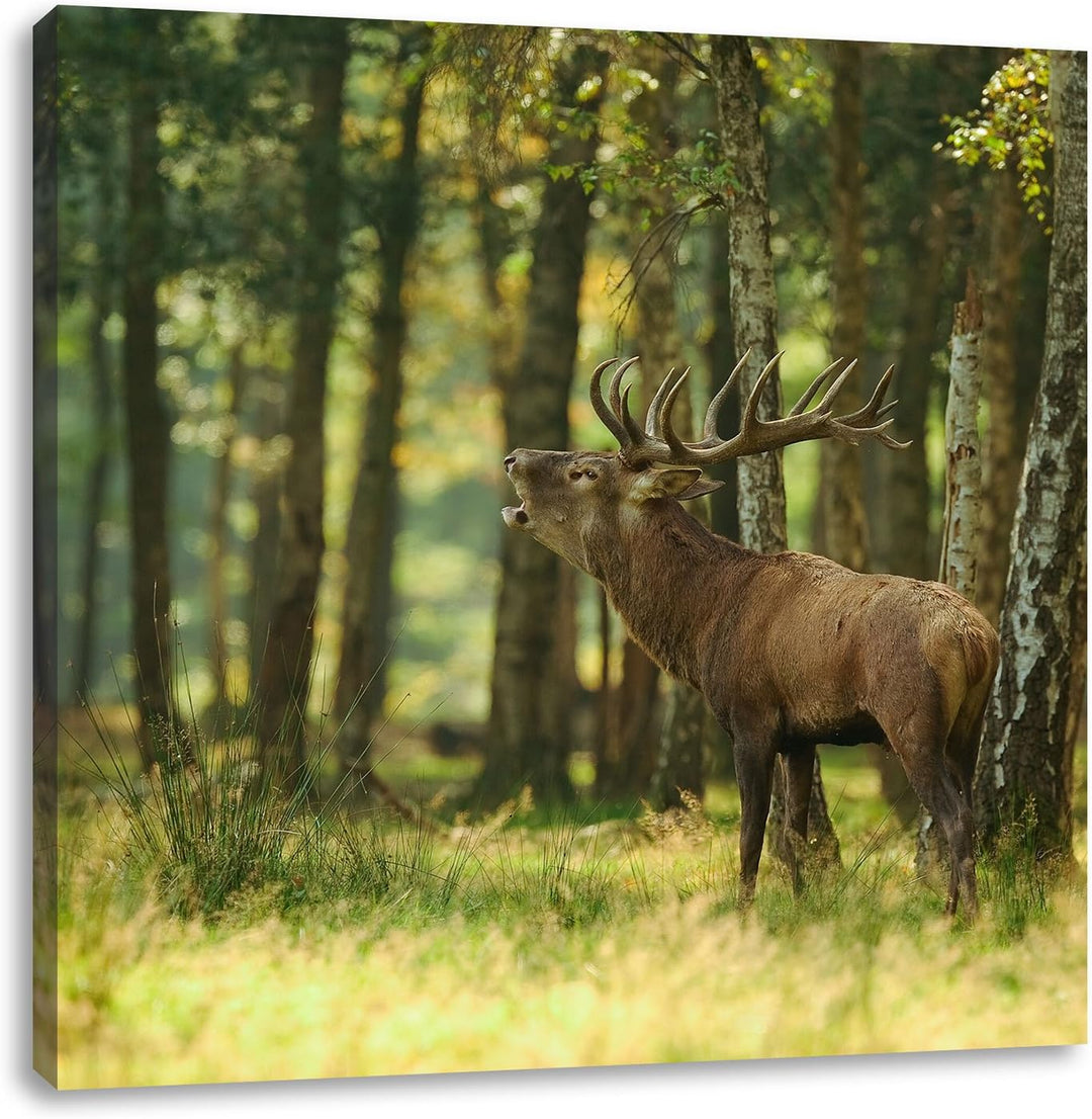 Pixxprint Hirsch im Wald, Format: 70x70 auf Leinwand, XXL riesige Bilder fertig gerahmt mit Keilrahm