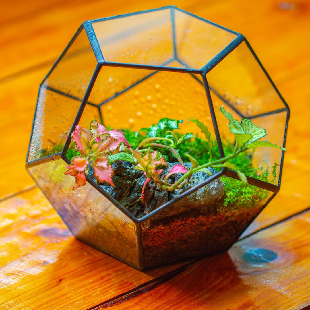 NCYP Handmade Blumentopf Transparentes fünfeckiges Dodekaeder Glas, Terrarium, auch für Sukkulenten,