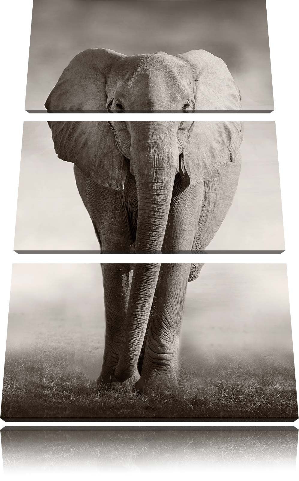 Pixxprint Elefant in Savanne 3-Teiler Leinwandbild 120x80 Bild auf Leinwand