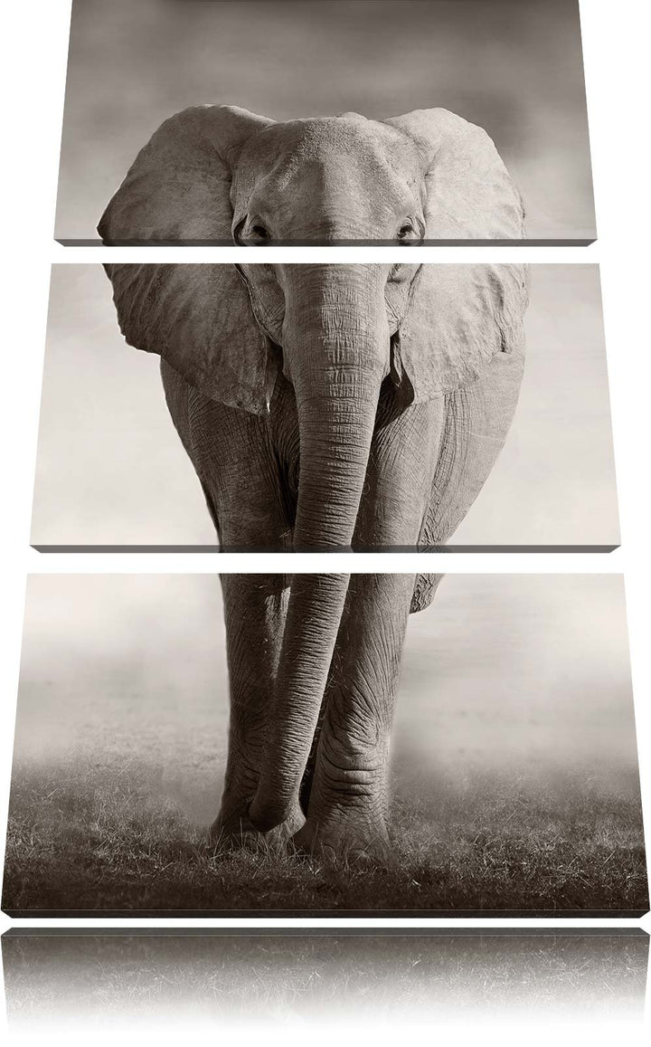Pixxprint Elefant in Savanne 3-Teiler Leinwandbild 120x80 Bild auf Leinwand