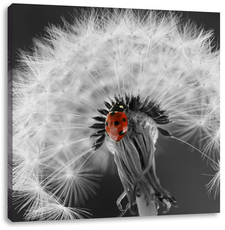 Pixxprint schöner Marienkäfer auf Pusteblume schwarz/weiss, Format: 70x70 auf Leinwand, 70x70