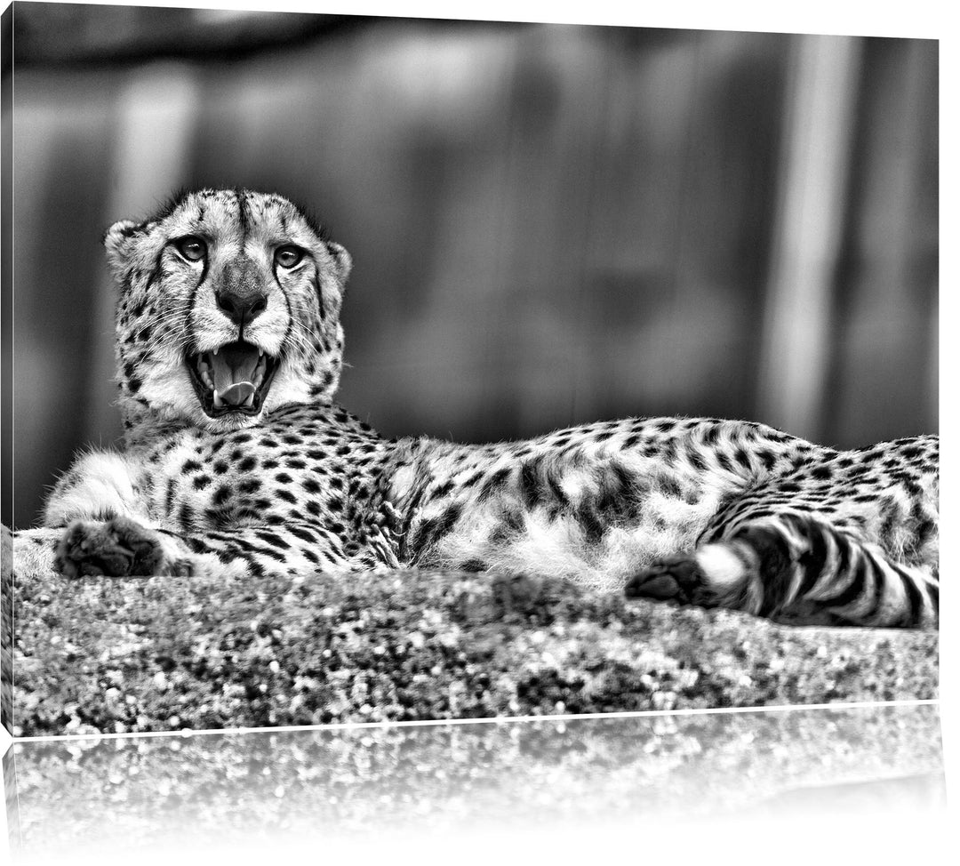 Pixxprint schlafender Gepard / 100x70cm Leinwandbild bespannt auf Holzrahmen/Wandbild Kunstdruck Dek