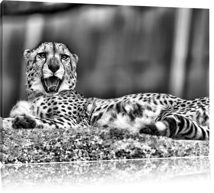 Pixxprint schlafender Gepard / 100x70cm Leinwandbild bespannt auf Holzrahmen/Wandbild Kunstdruck Dek