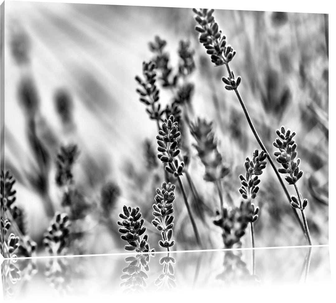 Pixxprint Eleganter Lavendel / 100x70cm Leinwandbild bespannt auf Holzrahmen/Wandbild Kunstdruck Dek