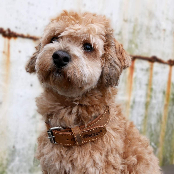 Greenburry Vintage 1609-25 Leder Hundehalsband S