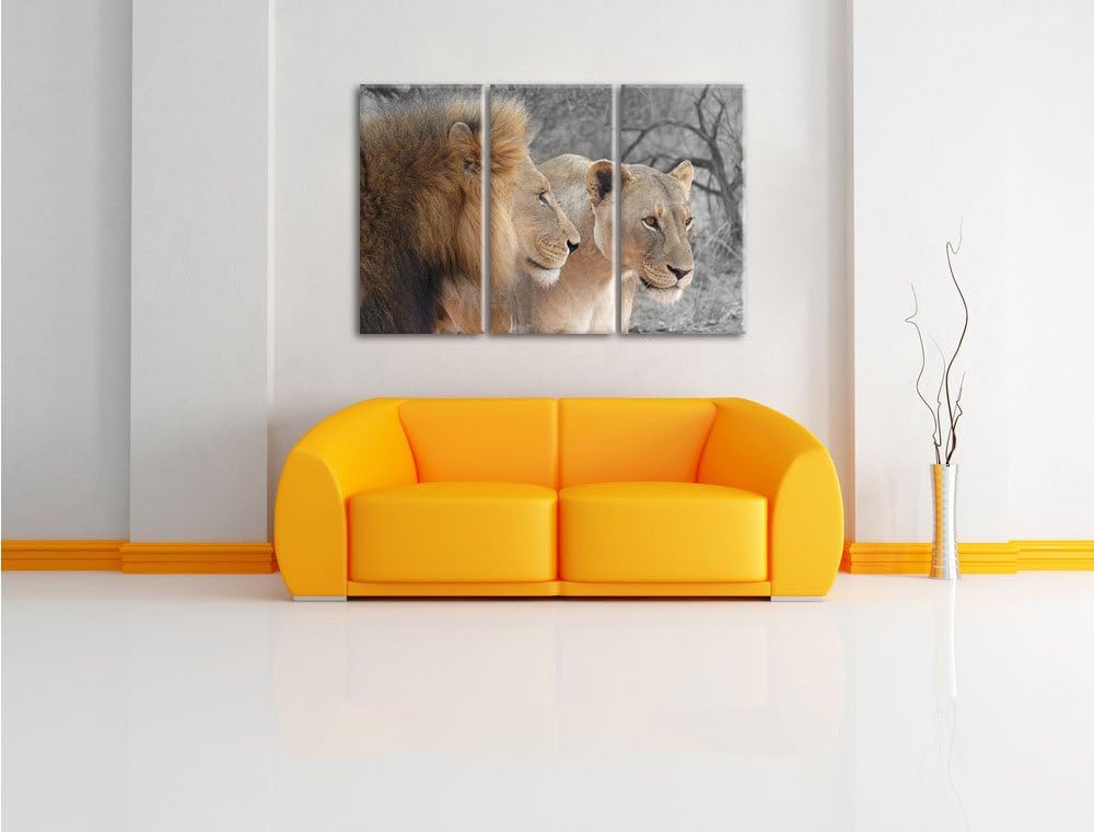 Pixxprint stolzes Löwenpaar als Leinwandbild | Grösse: 3 Teilig (120x80) | Wandbild| Kunstdruck | fe