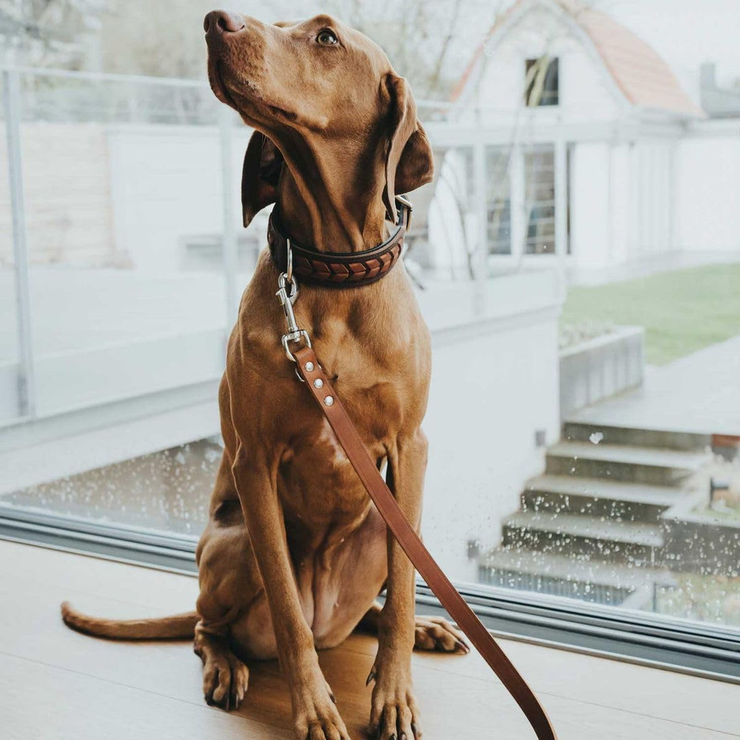 HUNTER EL PASO Hundehalsband, Leder, geschmeidig, geflochten, 65 (L), dunkelbraun/schwarz 65 (L) dun