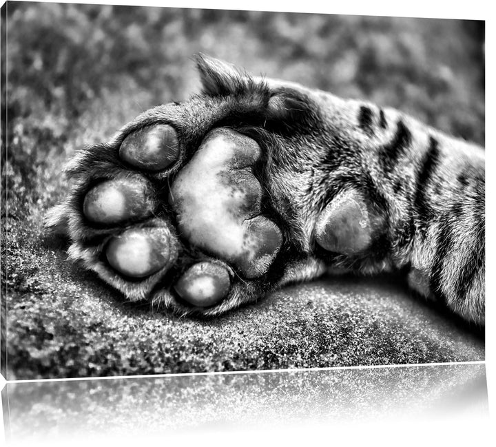 Pixxprint Schöne Katzenpfote / 100x70cm Leinwandbild bespannt auf Holzrahmen/Wandbild Kunstdruck Dek