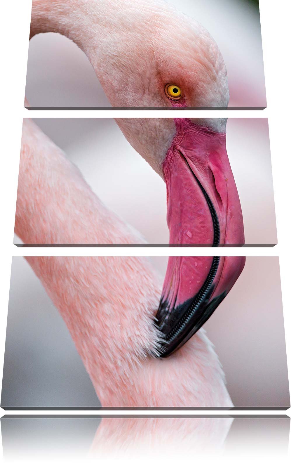 Pixxprint prächtiger Flamingo als Leinwandbild/Grösse: 3 Teilig (120x80) cm/Wandbild/Kunstdruck/fert