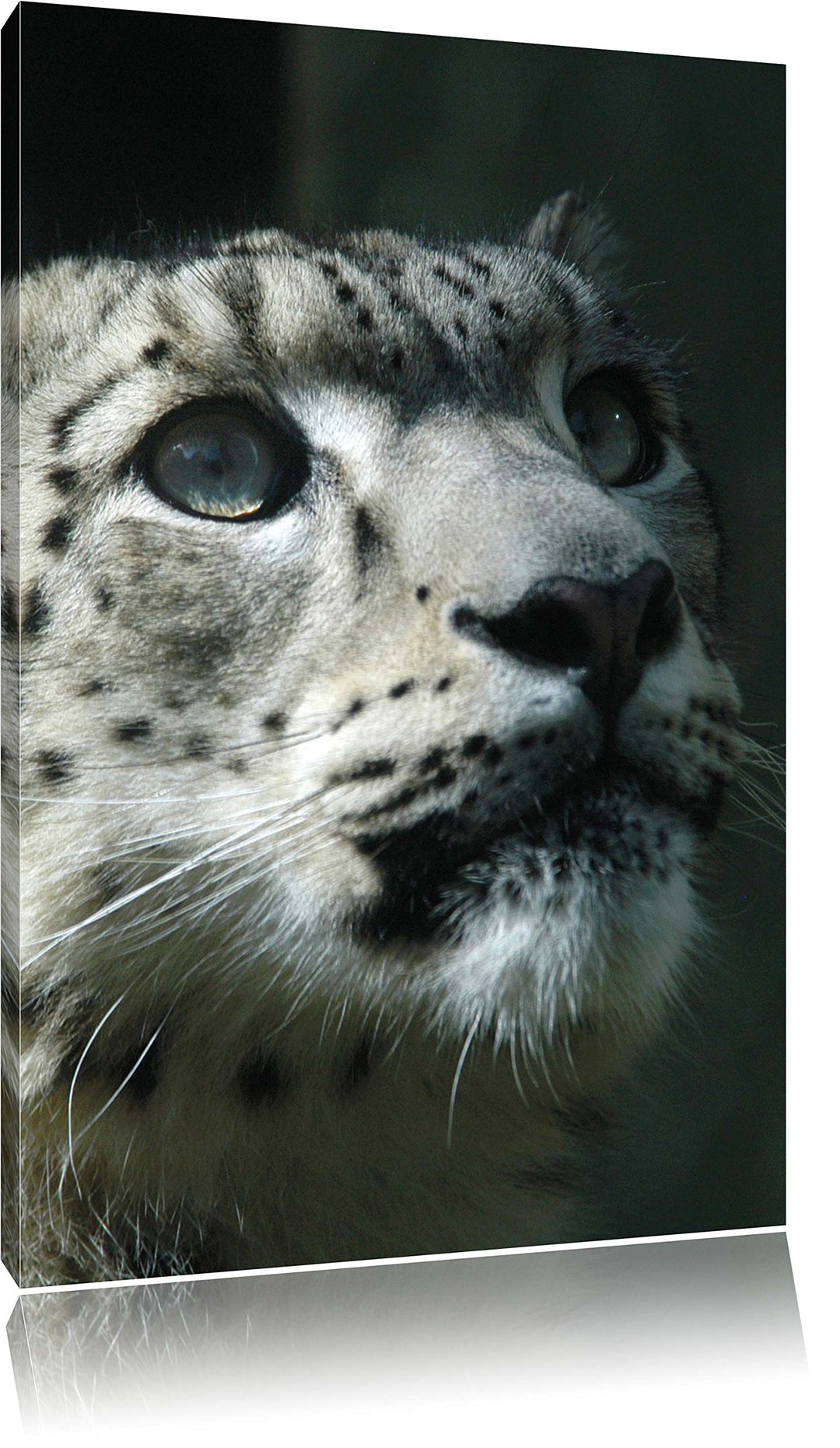 Pixxprint Leopard, Format: 100x70 auf Leinwand, XXL riesige Bilder fertig gerahmt mit Keilrahmen, Ku