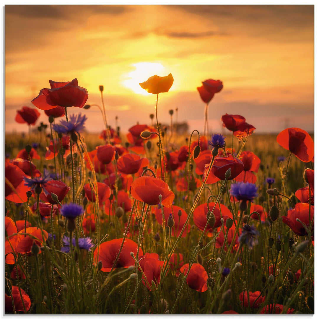 ARTland Glasbilder Wandbild Glas Bild einteilig 50 x 50 cm Botanik Blumen Mohnblume Foto Rot Mohnblu