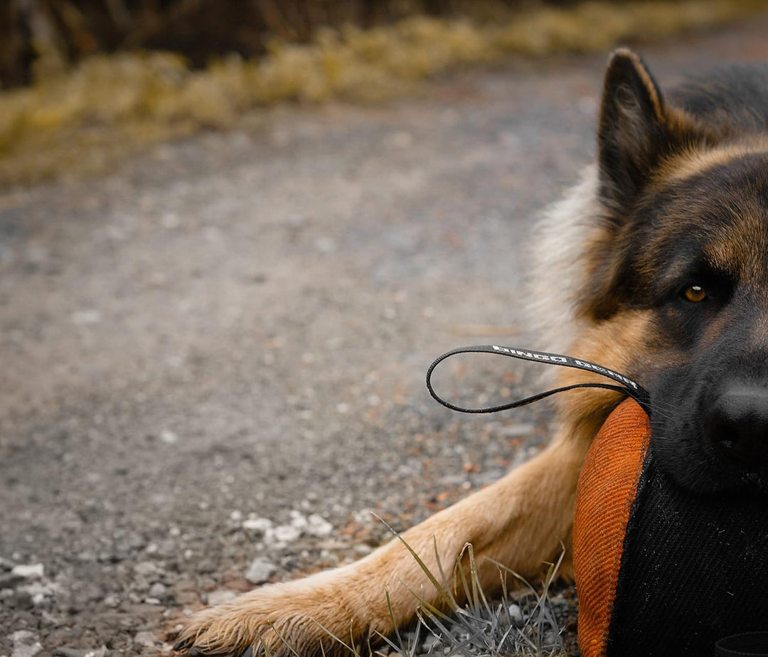 Dingo Gear Trainings-Spielzeug Bäll 19 cm Schwarz-Orange mit Griff French-Material Nylcott Training