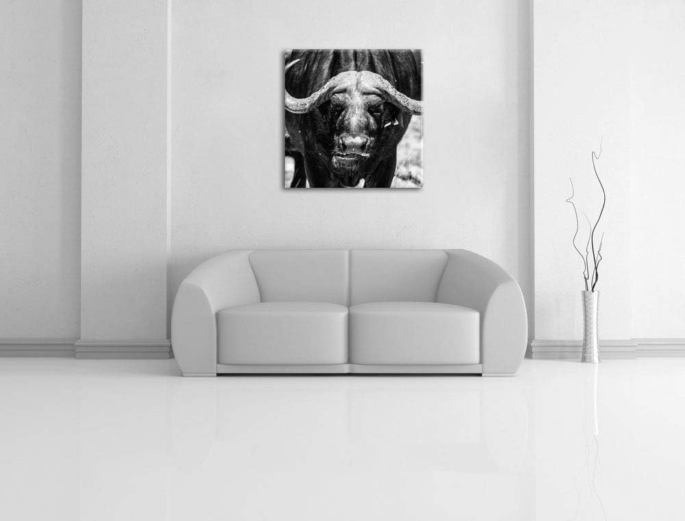 Wasserbüffel Schwarz/weiss, Format: 70x70 auf Leinwand, XXL riesige Bilder fertig gerahmt mit Keilra