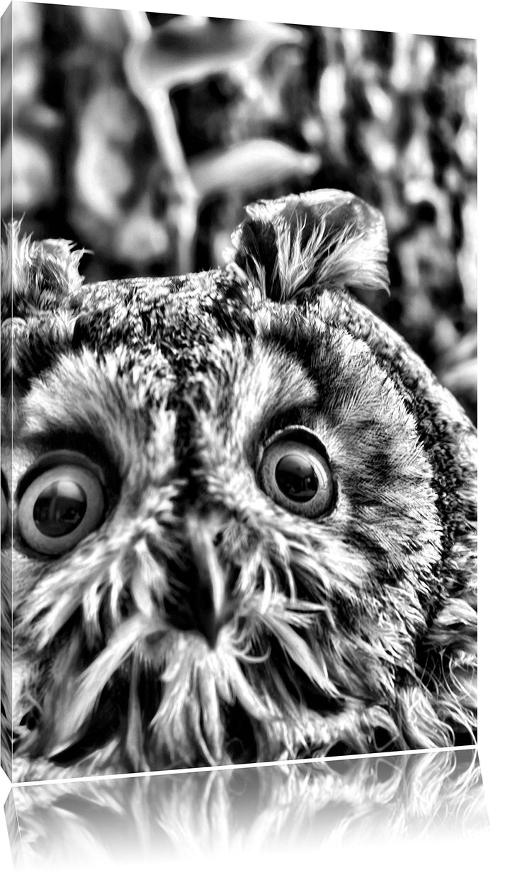 Pixxprint Kleine Eule grüne Augen als Leinwandbild/Grösse: 100x70 cm/Wandbild/Kunstdruck/fertig besp