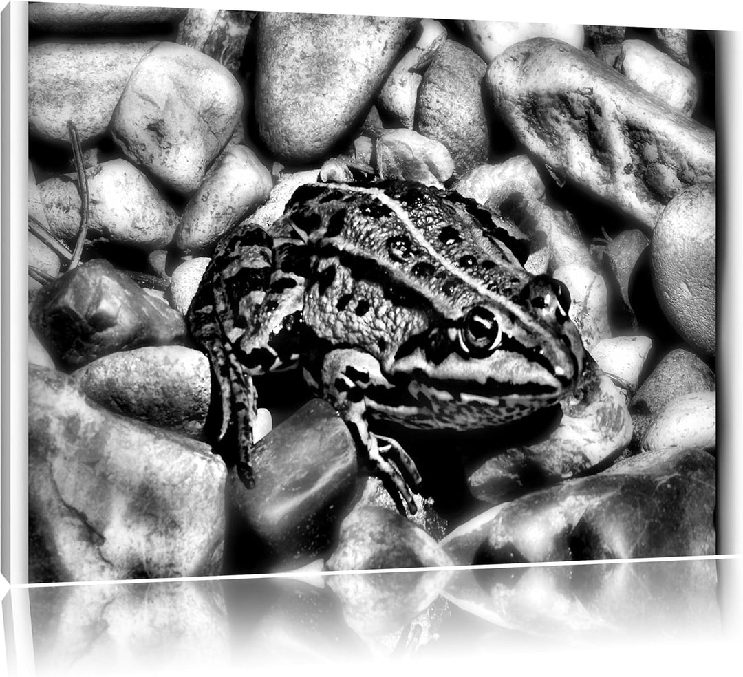 Pixxprint grüne Kröte in Steinbett als Leinwandbild/Grösse: 100x70 / Wandbild/Kunstdruck/fertig besp