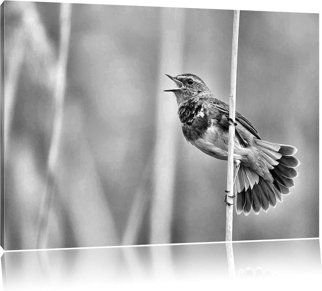 Pixxprint schönes kleines Blaukehlchen als Leinwandbild/Grösse: 100x70 / Wandbild/Kunstdruck/fertig