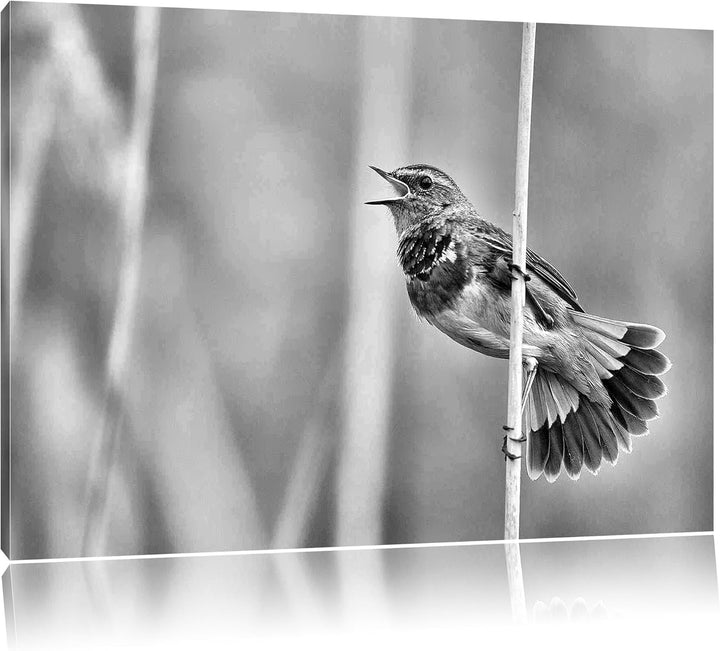 Pixxprint schönes kleines Blaukehlchen als Leinwandbild/Grösse: 100x70 / Wandbild/Kunstdruck/fertig