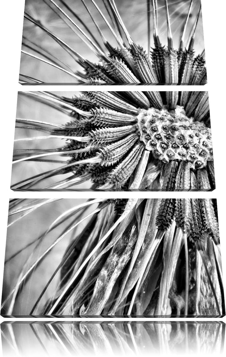 Pixxprint Vertrocknete Pusteblume als Leinwandbild/Grösse: 3 Teilig (120x80) cm/Wandbild/Kunstdruck/