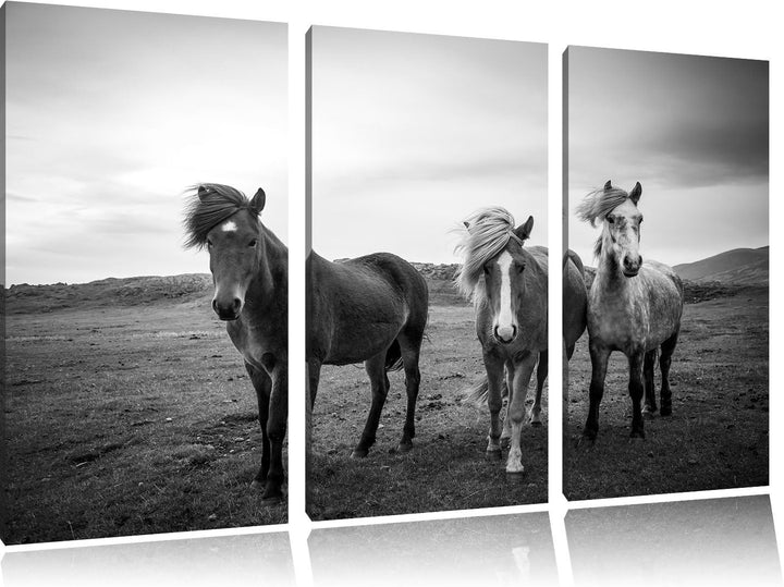 Pixxprint DREI Wilde Islandpferde Schwarz/Weiss 3-Teiler Leinwandbild 120x80 Bild auf Leinwand