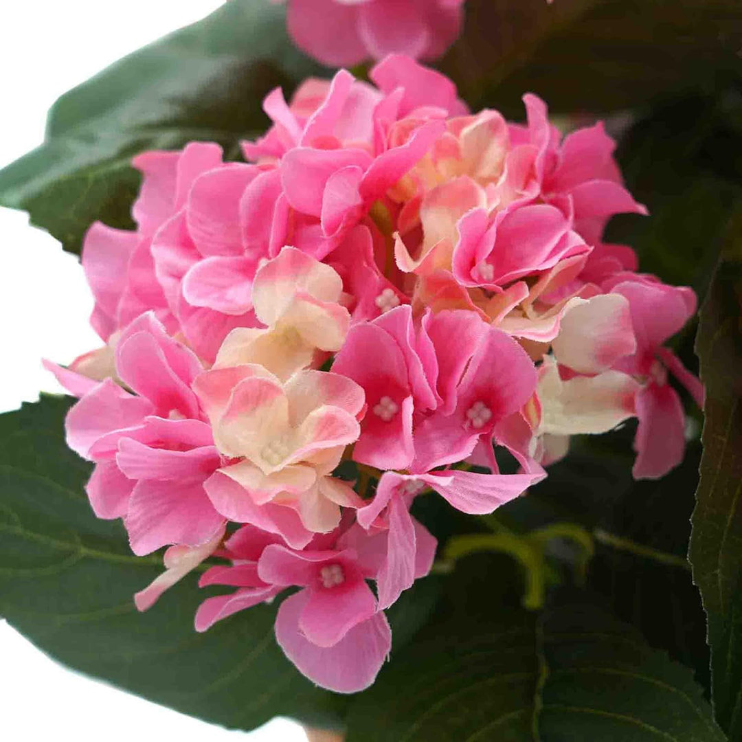 GreenBrokers Künstliche Hortensien in terrakottafarbenem Topf, 50 cm, Rosa Rose, Rose