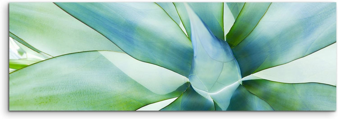 Paul Sinus Art Panoramabild 150x50cm Naturfotografie – Grüne Pflanze auf Leinwand Exklusives Wandbil