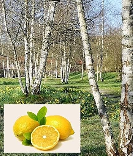 Dufte Momente | Saunaduft Birke-Zitrone 500ml in schwarzer Steinzeugflasche mit Korkmündung | vegan,