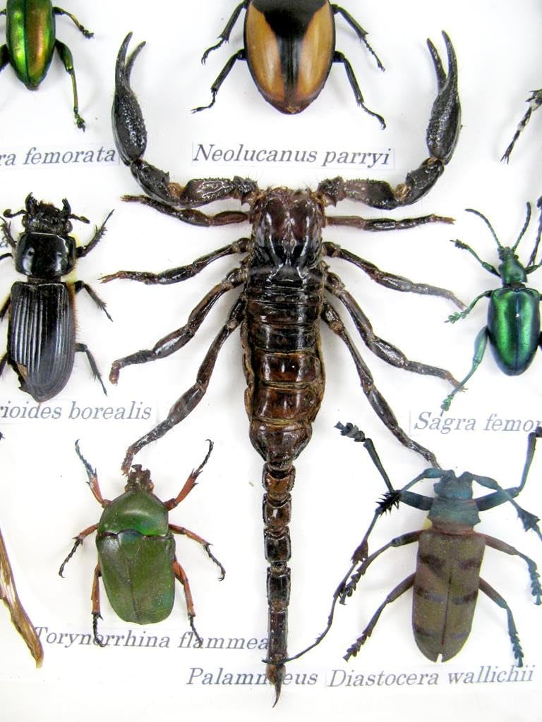 Echte exotische riesige Käfer, Insekten und Krabbler im 3D Schaukasten aus Holz - Insekten - Taxider