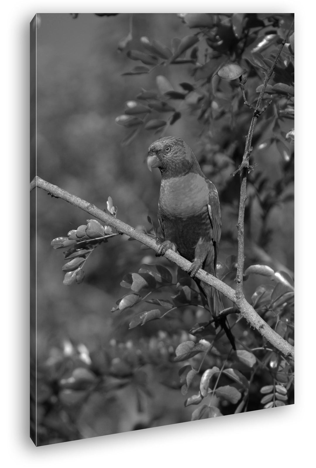 Allfarblori Papagei in der Natur Effekt: Schwarz/Weiss im Format: 80x60 als Leinwandbild, Motiv fert