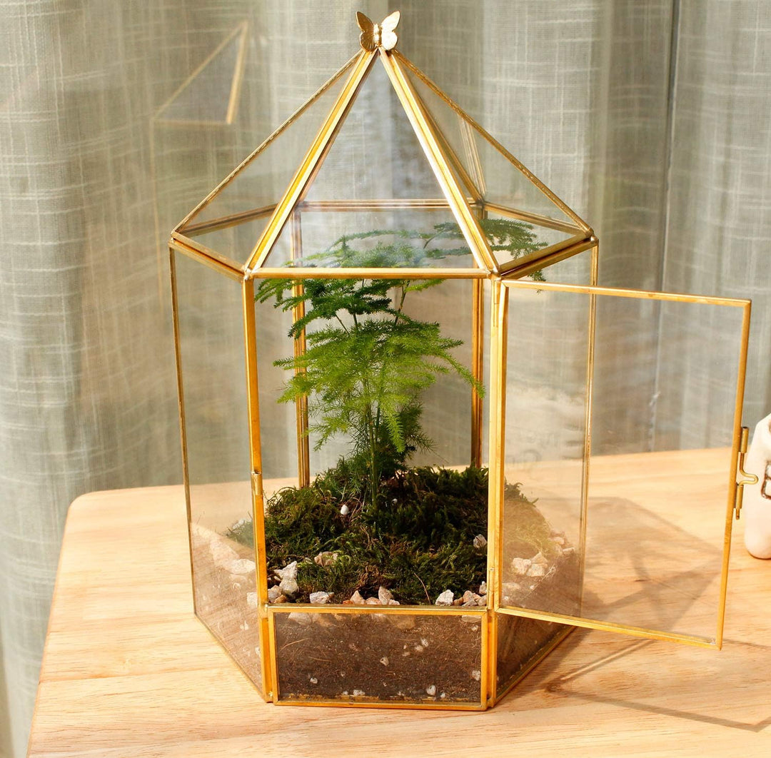 ELEGANTLIFE Geometrisches Pflanzenterrarium aus Glas, Sukkulenten- und Luft-Pflanzgefäss für Zuhause