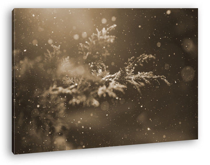 deyoli verschneiter Nadelzweig Format: 80x60 Effekt: Sepia als Leinwand, Motiv fertig gerahmt auf Ec