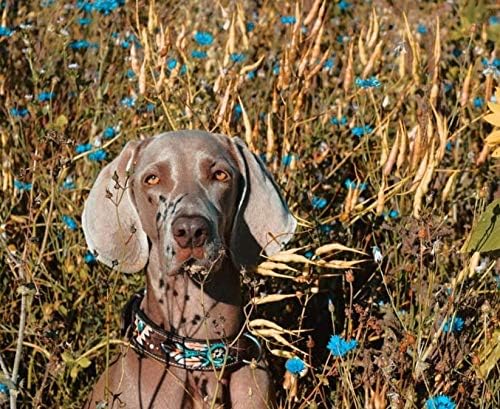 MICHUR Halona Hundehalsband Leder, Lederhalsband Hund, Halsband, Leder, Indianer, Schwarz Braun, in