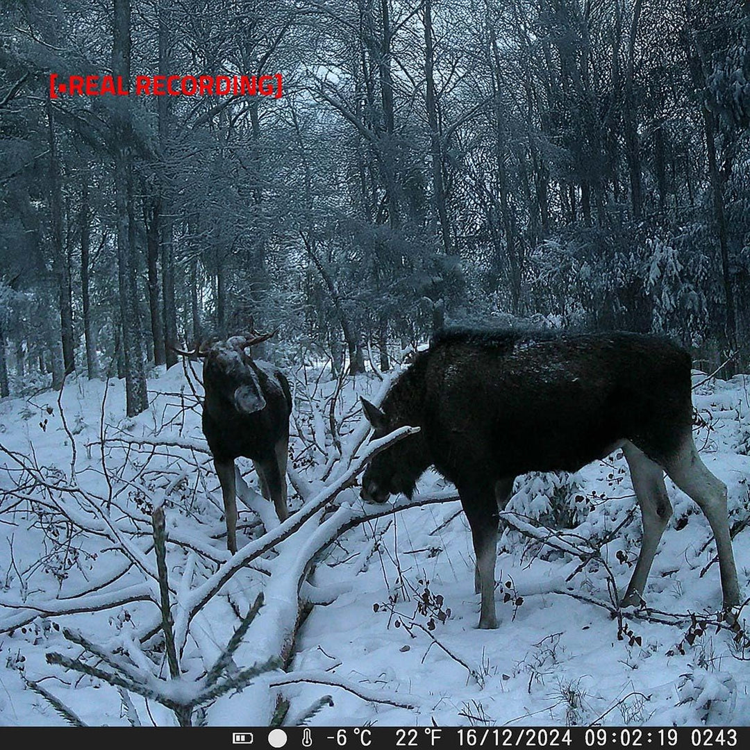 Wildlife Kamera - 4K@10fps - 50 MPixel - 5 MPixel CMOS - IP65 - Schwarz No-Glow IR - Nachtsicht - Bl