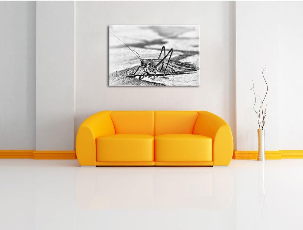 Pixxprint Elegante Heuschrecke / 100x70cm Leinwandbild bespannt auf Holzrahmen/Wandbild Kunstdruck D