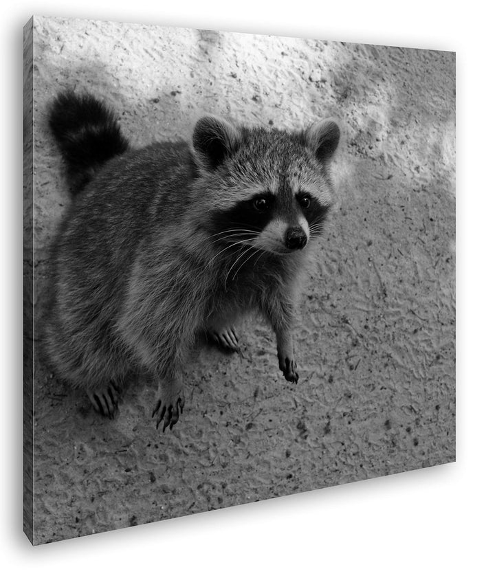 deyoli niedlicher Kleiner Waschbär Format: 70x70 Effekt: Schwarz&Weiss als Leinwandbild, Motiv ferti