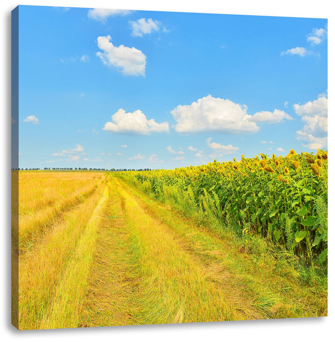 Pixxprint Feldweg am Wald, Format: 70x70 auf Leinwand, XXL riesige Bilder fertig gerahmt mit Keilrah