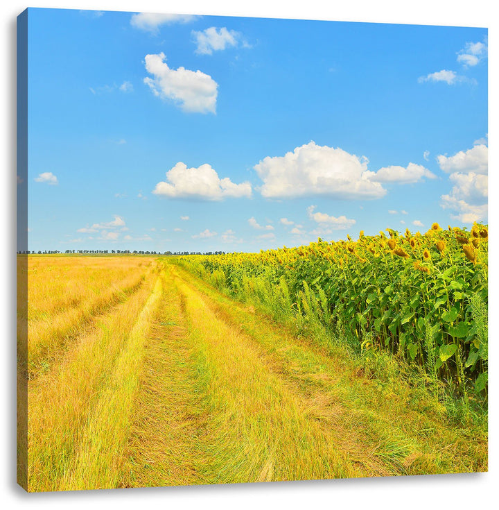 Pixxprint Feldweg am Wald, Format: 70x70 auf Leinwand, XXL riesige Bilder fertig gerahmt mit Keilrah