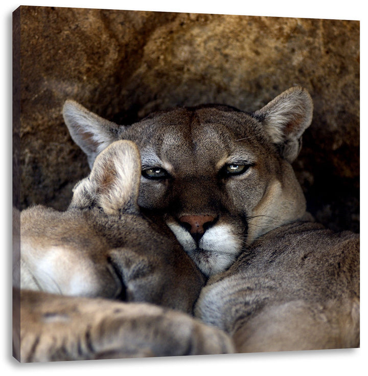 verschlafenes Puma Paar, Format: 70x70 auf Leinwand, XXL riesige Bilder fertig gerahmt mit Keilrahme