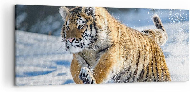 Wandbilder Dekoration Wohnzimmer tiger tier Panorama Bilder auf Leinwand 120x50cm Leinwandbild mit R