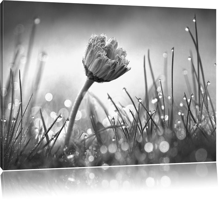 Pixxprint Gänseblümchen im Gras als Leinwandbild | Grösse: 100x70 cm | Wandbild | Kunstdruck | ferti