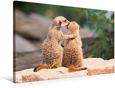 Premium Textil-Leinwand 75 x 50 cm Quer-Format Erdmännchen | Wandbild, HD-Bild auf Keilrahmen, Ferti