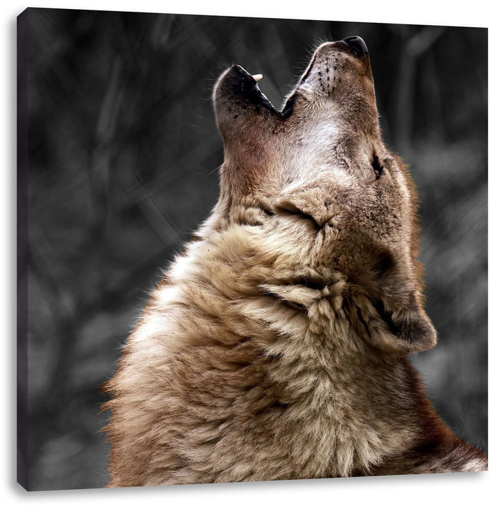 Pixxprint Anmutiger Heulender Wolf schwarz/weiss, Format: 70x70 auf Leinwand, 70x70