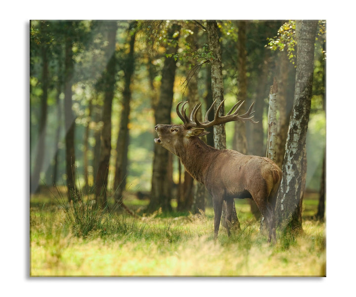 Hirsch im Wald Herdabdeckplatte & Spritzschutz aus Echtglas | Für Herd-Kochfelder | 60x52 cm