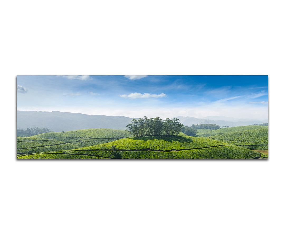 Paul Sinus Art Panoramabild auf Leinwand und Keilrahmen 150x50cm Indien Teeplantagen Landschaft