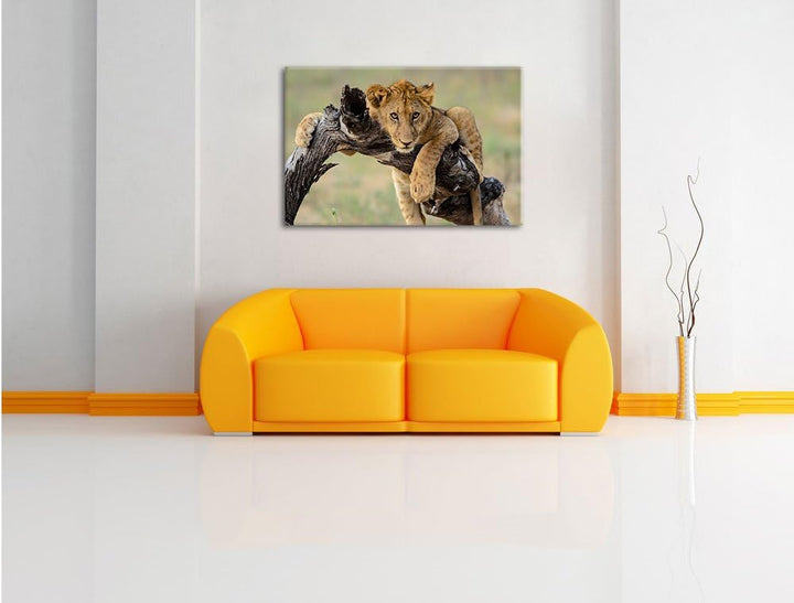 Junger Löwe in der Natur, Format: 100x70 auf Leinwand, XXL riesige Bilder fertig gerahmt mit Keilrah