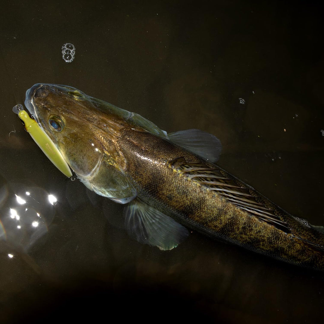 Hybrida Zanderkönig 2.0 Wobbler 12cm 21g Weissfisch, Weißfisch
