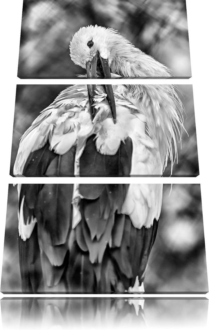 Pixxprint Storch putzt Sich als Leinwandbild/Grösse: 3 Teilig (120x80) cm/Wandbild/Kunstdruck/fertig