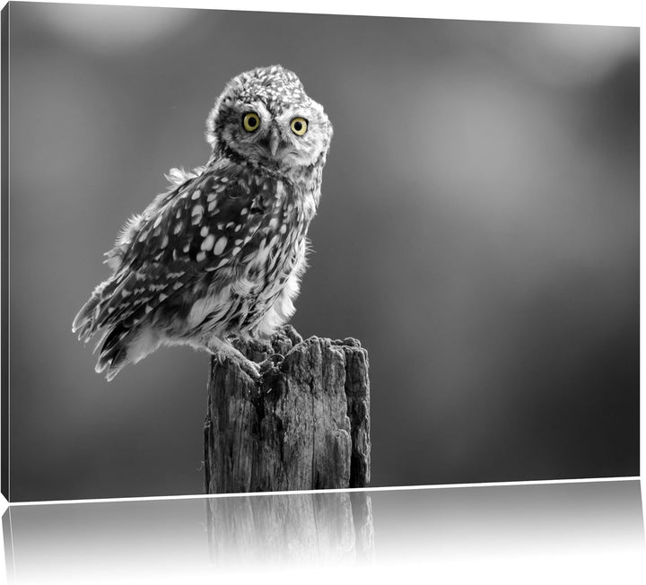 lustige Eule auf Baumstumpf schwarz/weiss Format: 100x70 auf Leinwand, XXL riesige Bilder fertig ger