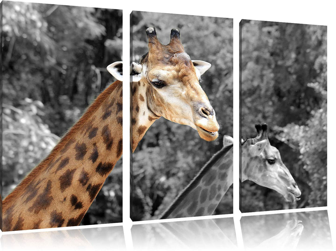 zwei schöne Giraffen schwarz/weiss 3-Teiler Leinwandbild 120x80 Bild auf Leinwand, XXL riesige Bilde