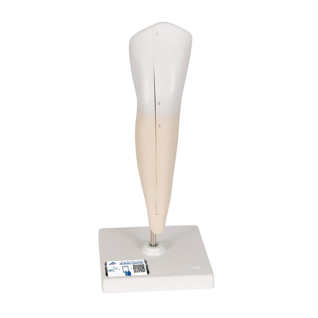 3B Scientific Menschliche Anatomie - Unterer Eckzahn, 2-teilig + kostenlose Anatomie App - 3B Smart