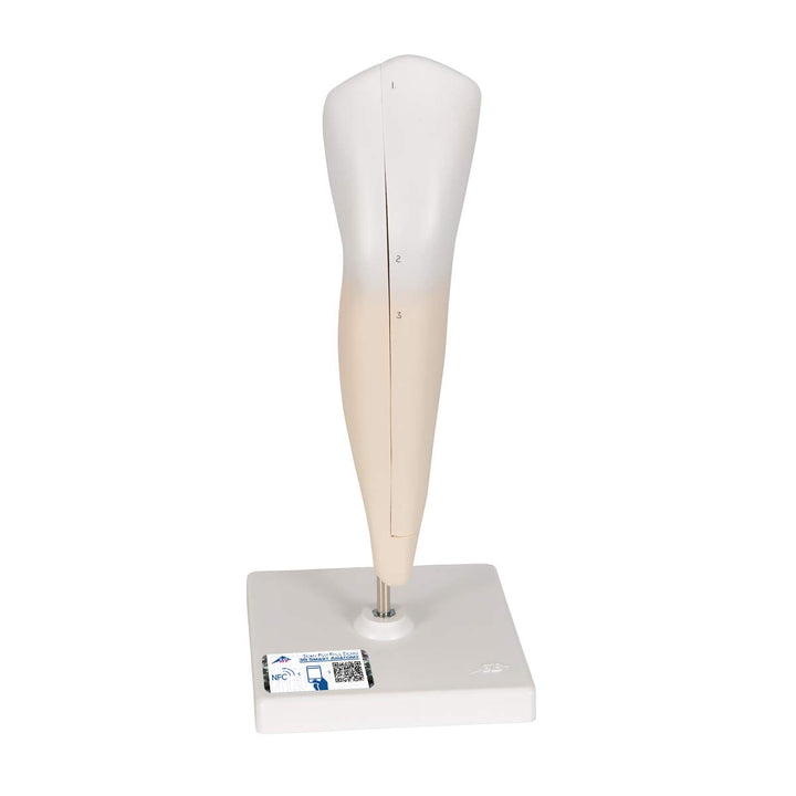 3B Scientific Menschliche Anatomie - Unterer Eckzahn, 2-teilig + kostenlose Anatomie App - 3B Smart